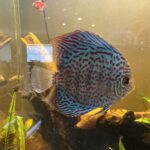 Blue Spotted Snakeskin Discus photo review