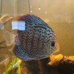 Blue Spotted Snakeskin Discus photo review